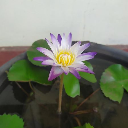 Leisure In กอลล์ ภายนอก รูปภาพ